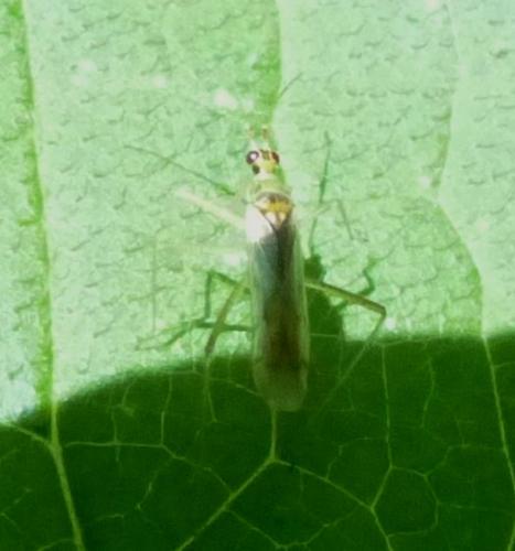 Réf. 325 311 : Dicyphus pallidus